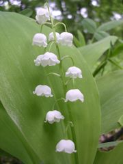 Lilly-of-the-Valley.