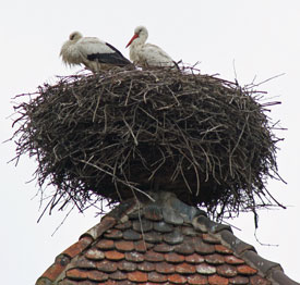 Storks nesting on the roof-tops - 2008.
